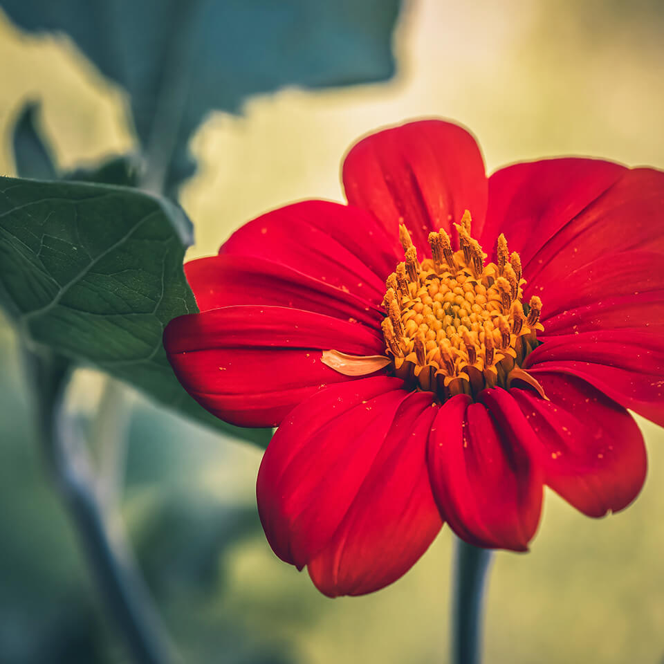 Nahaufnahme einer mexikanischen Sonnenblume