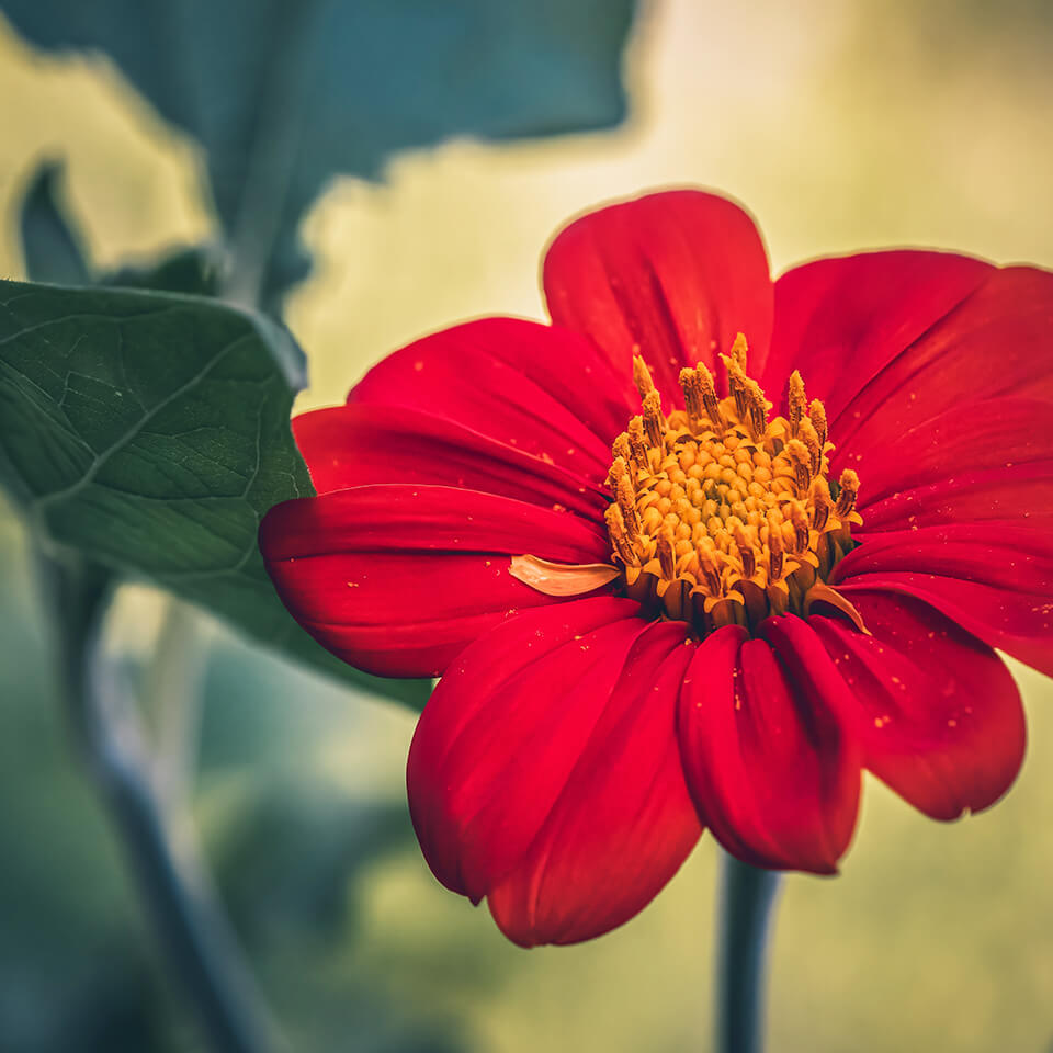 Mexikanische Sonnenblume Nahaufnahme einer mexikanischen Sonnenblume