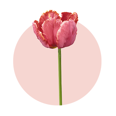 rosa Tulpe vor rosa Hintergrund