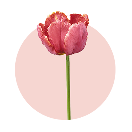 Lieblingsblumen von Frauen zum Valentinstag: 2. Tulpen rosa Tulpe vor rosa Hintergrund