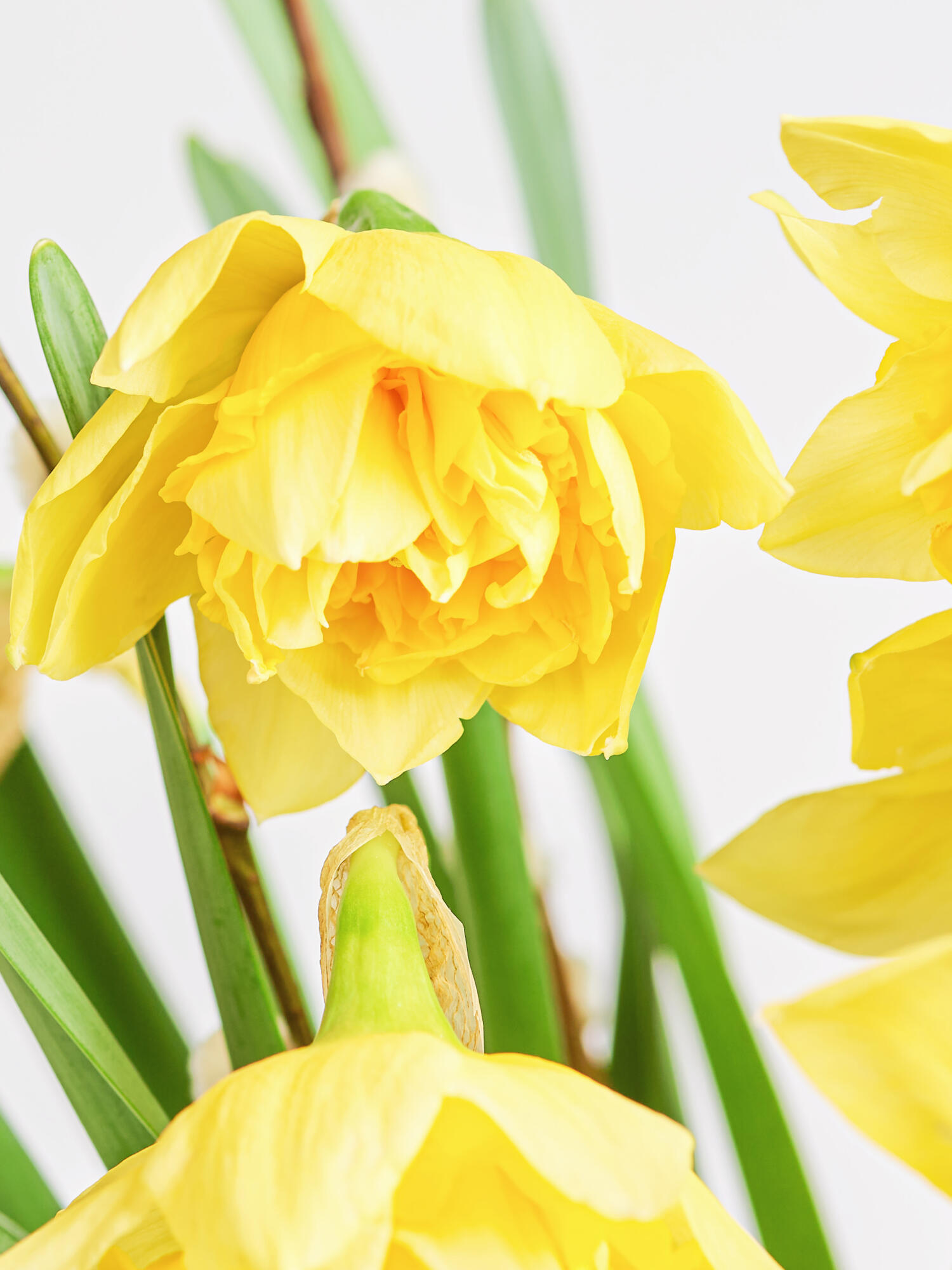 Happy Spring