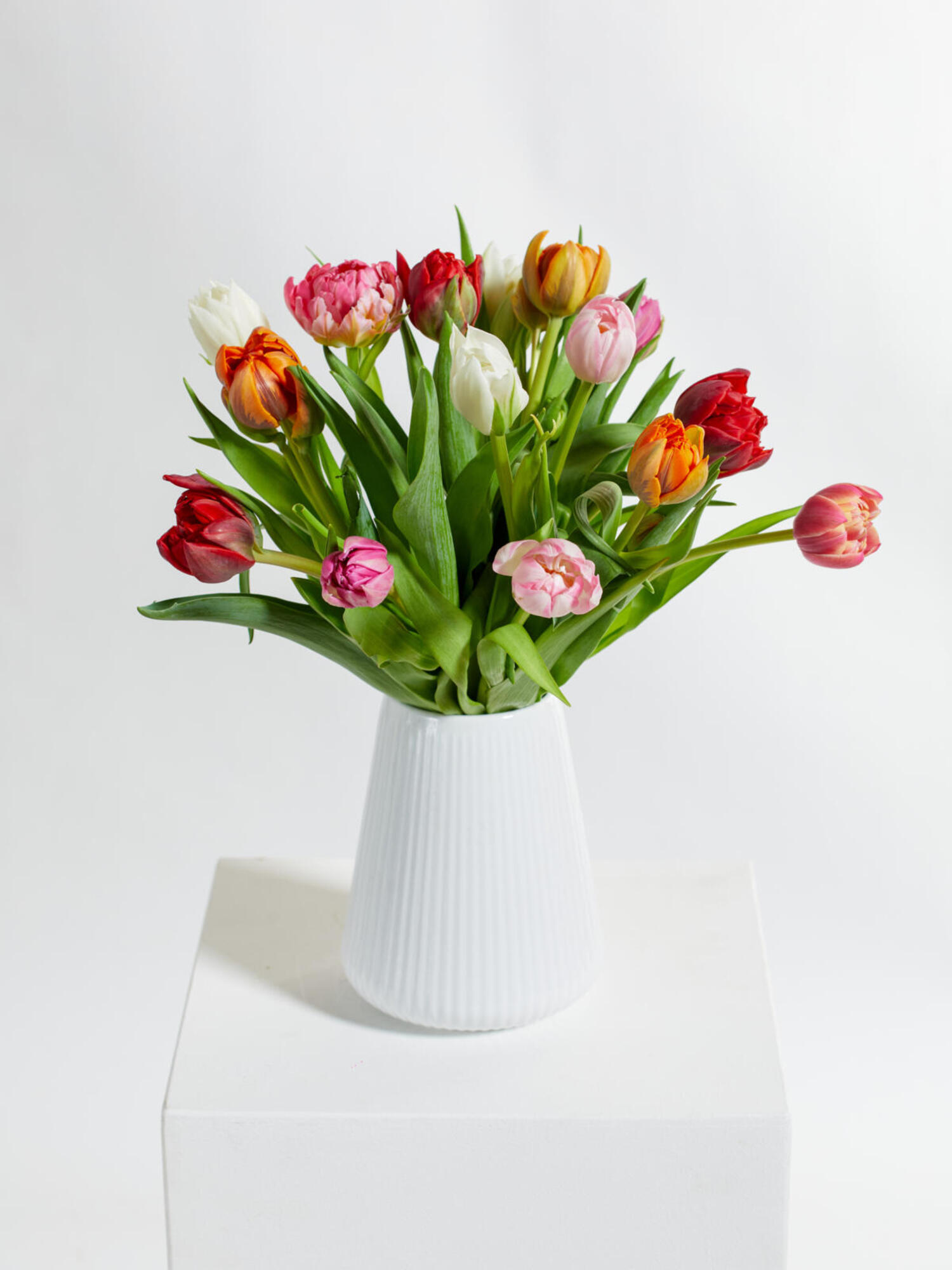 Colorful Tulips
