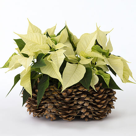 Ideen mit Weihnachtssternen - Idee Schritt 3 Weiße Weihnachtssterne stehen in einem aus Zapfen gebildetem Gefäß.