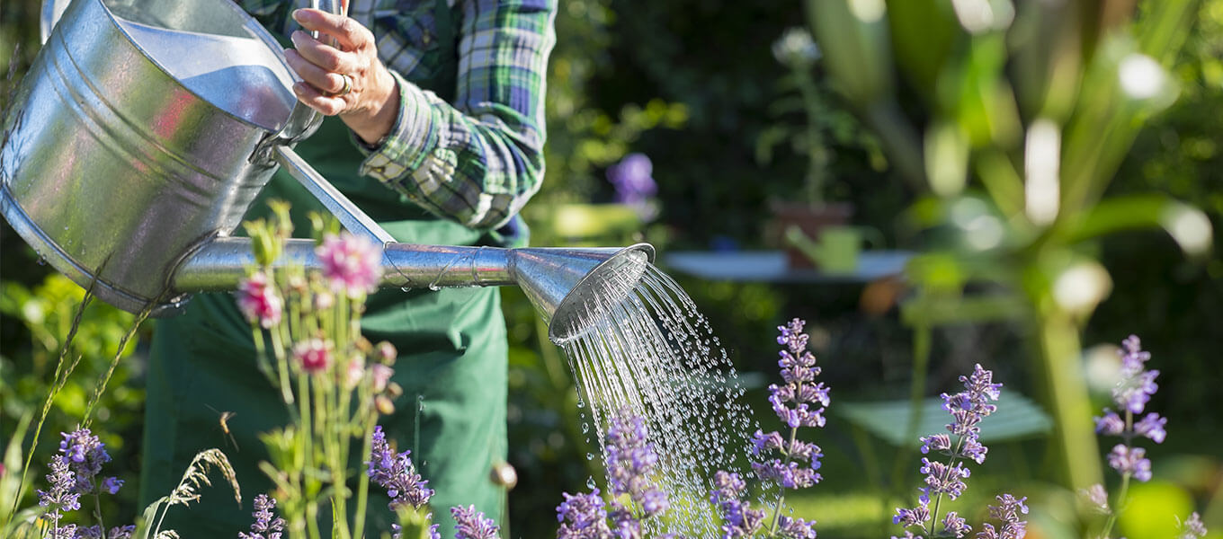 Eine Person wässert Pflanzen im Garten mit einer Gießkanne