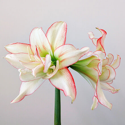 Blog Beitrag Amaryllis Blüte einer Amaryllis