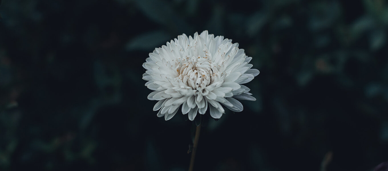 Eine weiße Blüte Sommerraster vor einem dunklen Hintergrund