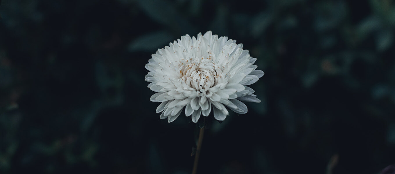 Blog Header Trauer 1360x600 Eine weiße Blüte Sommerraster vor einem dunklen Hintergrund