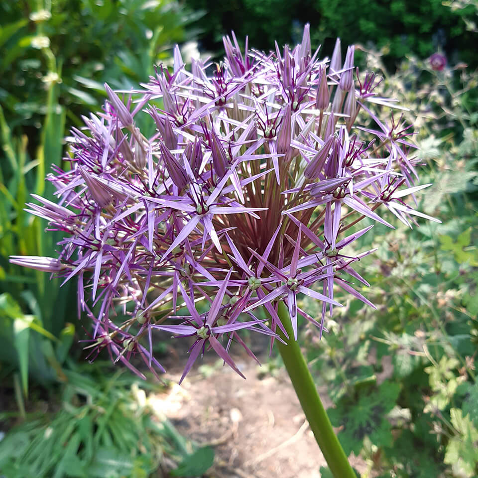 Allium Christophii Allium Blüte Christophii