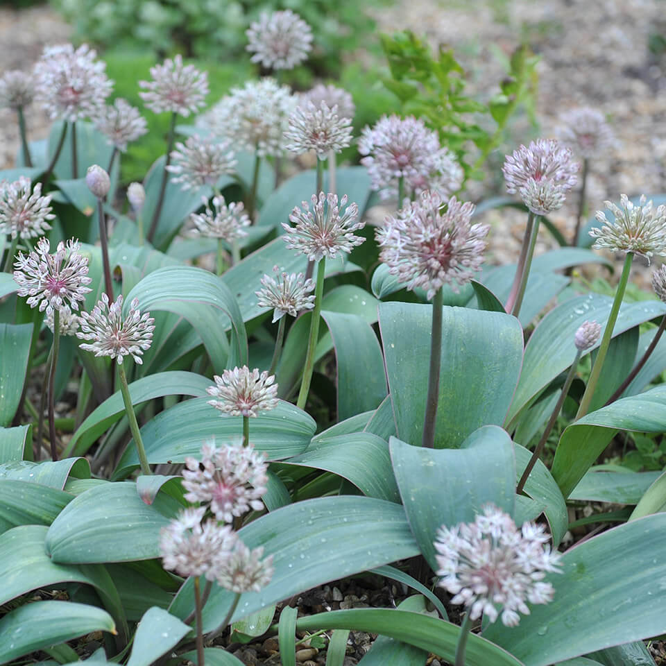 Allium Karataviense Allium Blüte Karataviense