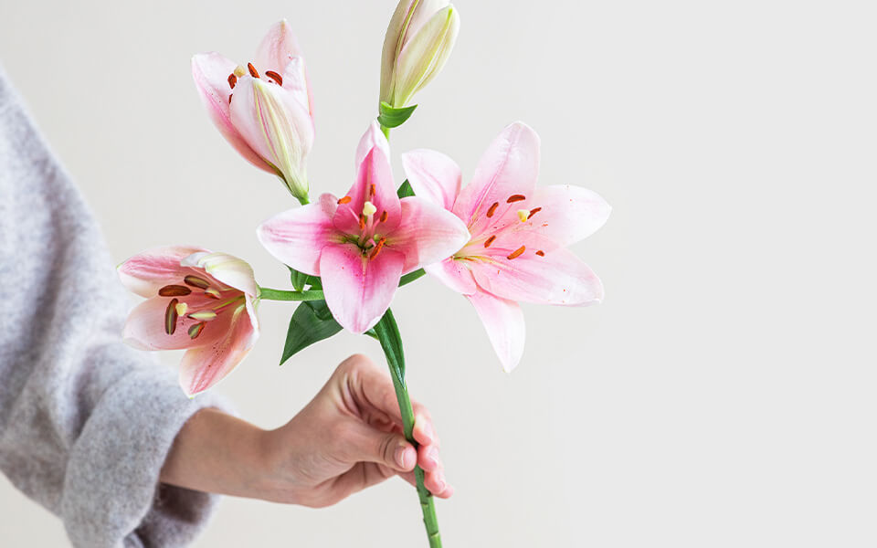 Fleurop-Blog: Blumenarten Rosafarbene Lilie