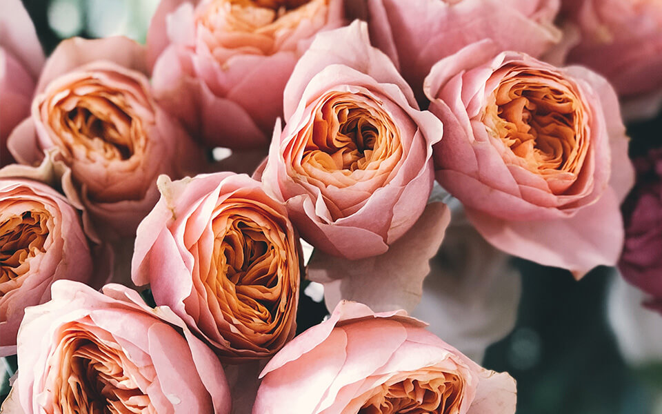 Rosafarbene Rosen Rosafarbene Rosen