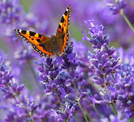 Lavendel 1 Schmetterling im Lavendelfeld