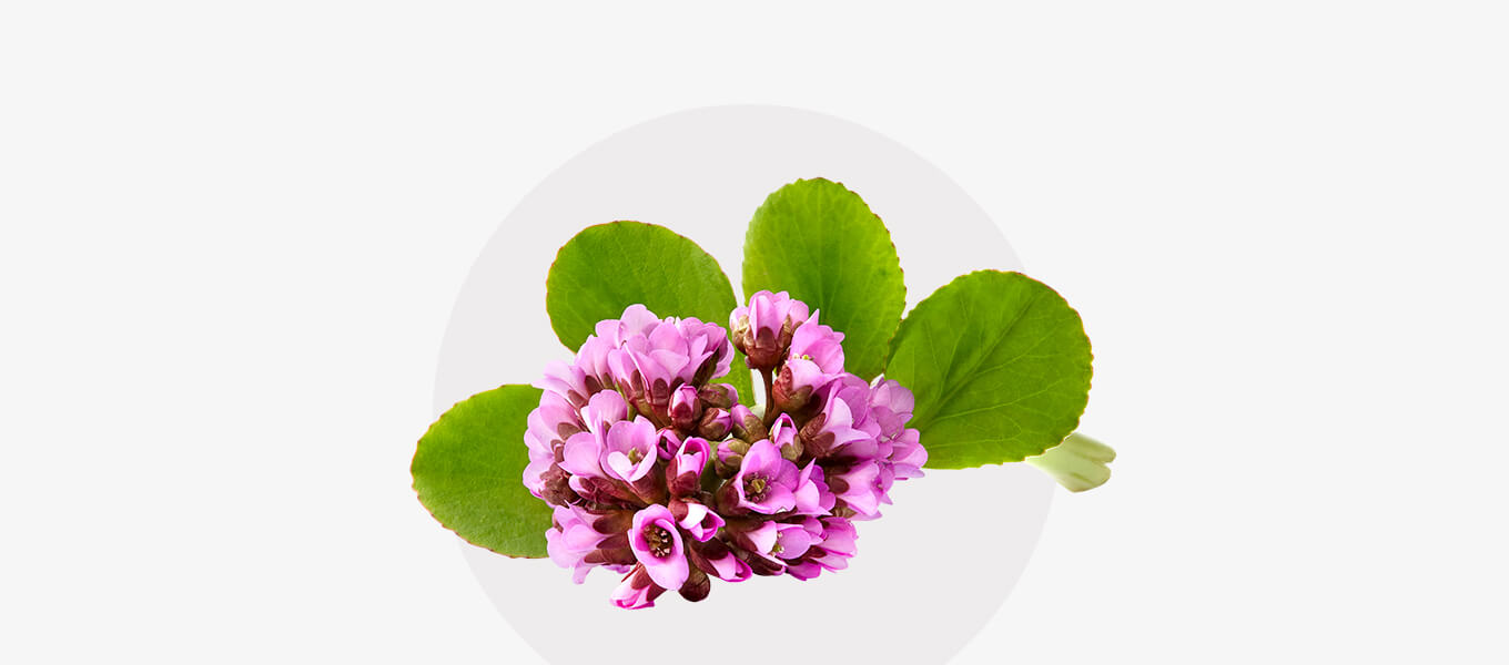 Blog Header Bergenie Blüte Bergenie