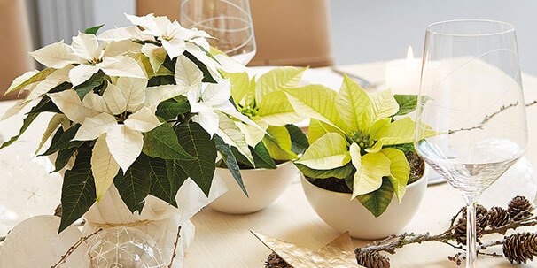Tischdekoration mit einer weißen Tischdecke, auf dem Tisch befinden sich einige Gläser, zusammen mit 3 schönen weißen und beigen Weihnachtssternen.