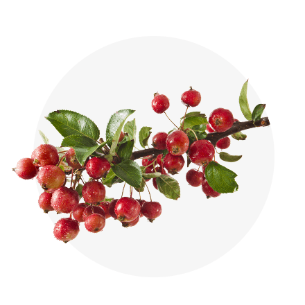 Blog Beitrag Top 5 Zierapfel Ein Zweig Zierapfel