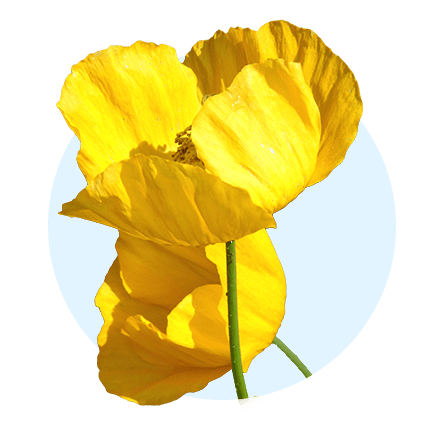 Mohn Gelber Mohn