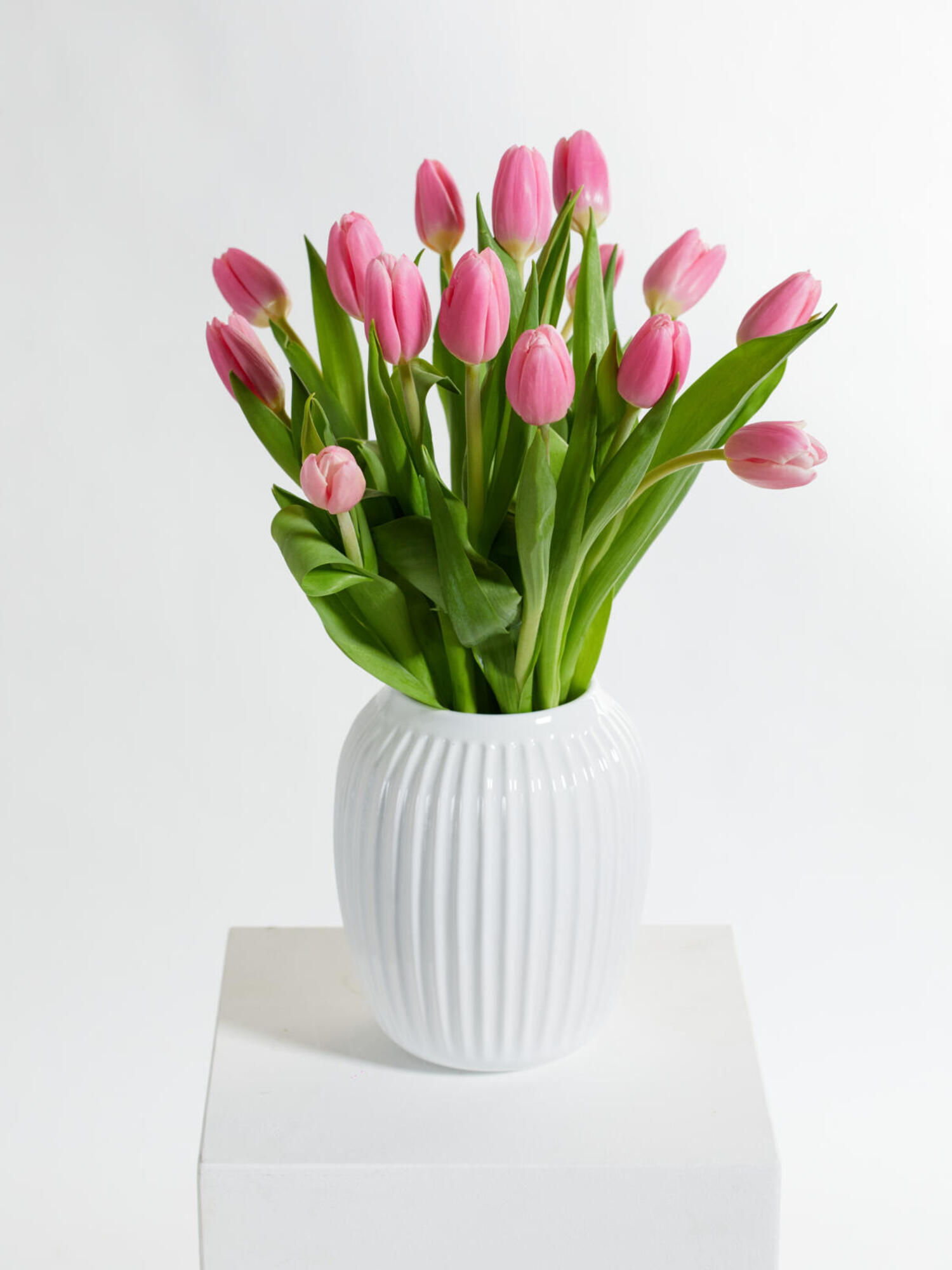 Pink Tulips Pink Tulips