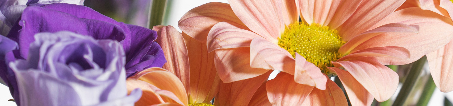 Fleurop Gewinnspiele Lila Rose und Gerbera in Apricot