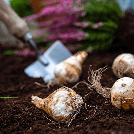 Blog Beitrag Gartentipps im Herbst 440x440 - 03 Einzelne Knollen liegen im Beet