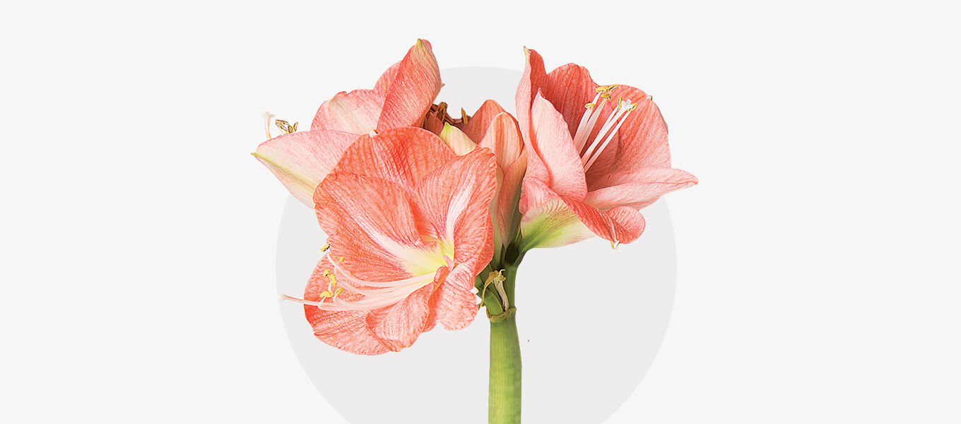 Blog Header Amaryllis Eine apricot farbene Amaryllis