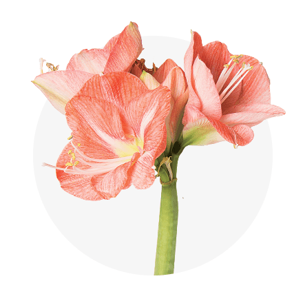 Blog Beitrag Top 5 Amaryllis EIne peachfarbende Amaryllis