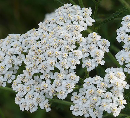 Schafgarbe Blüte der Schafgarbe