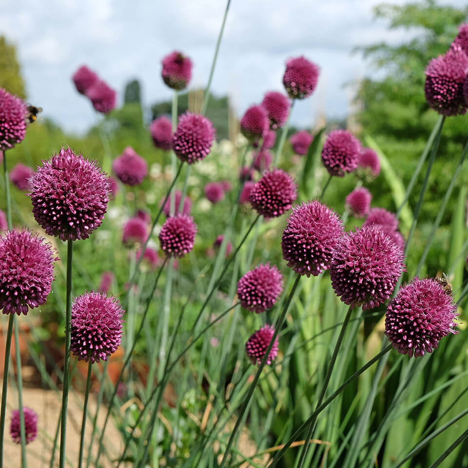 Allium Sphaerocephalon Allium Sphaerocephalon Blüte
