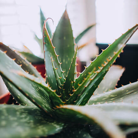 Aloe Vera Pflanze Nahaufnahme einer Aloe Vera Pflanze