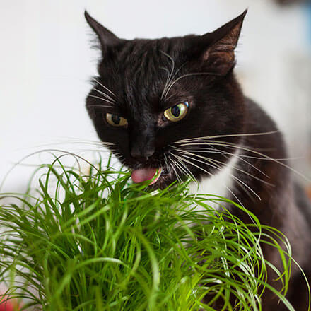 Eine Katze isst eine ungiftige Pflanze für Hund und Katze