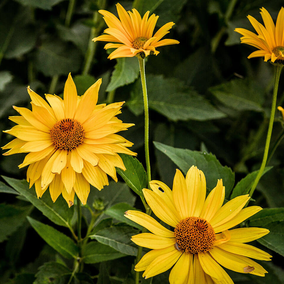 Staudensonnenblumen Mehrere Staudensonneblumen mit Blattwerk