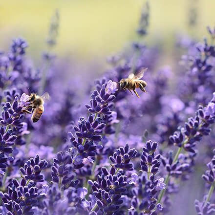 2 Bienen fliegen im Lavendelfeld