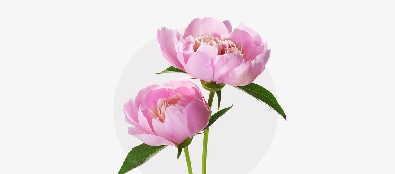 Blogbeitrag Pfingstrose Blüte Pfingstrose