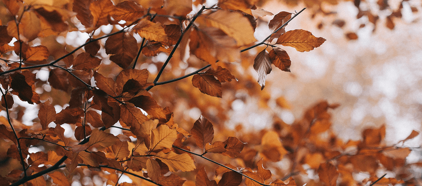 Gartentipps für den Herbst Herbstbaum