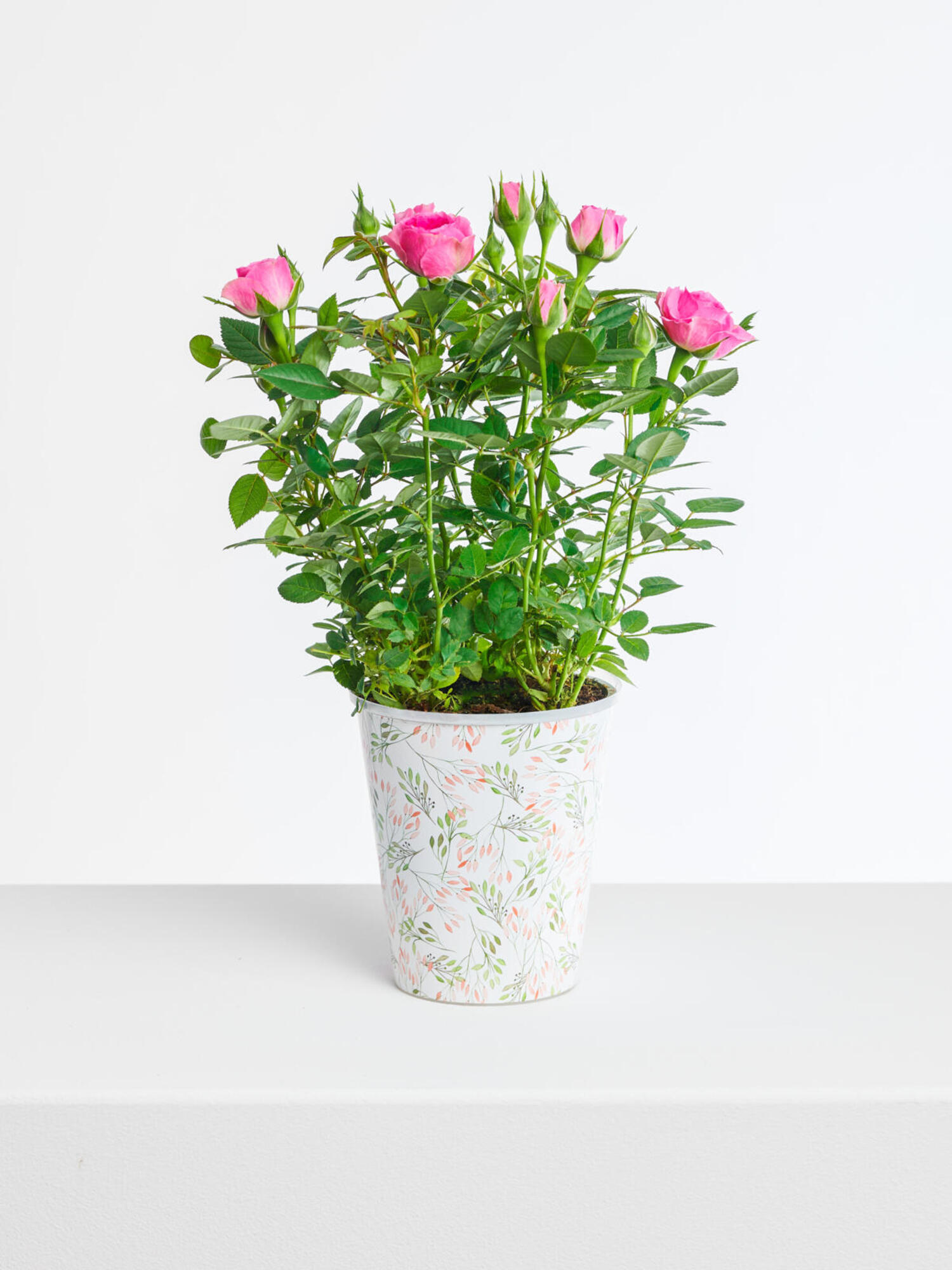 Blumengruß Pot Rose 'Charming' - L