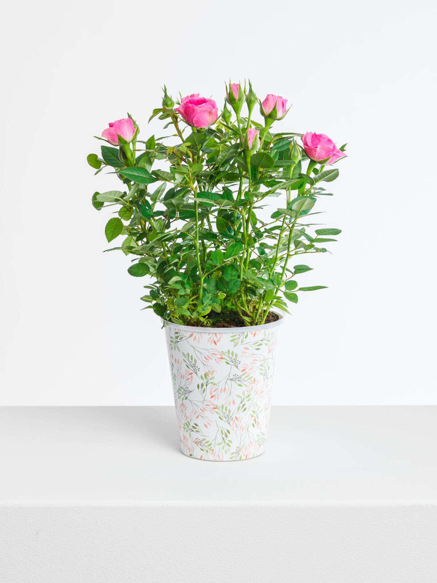 Pot Rose 'Charming'