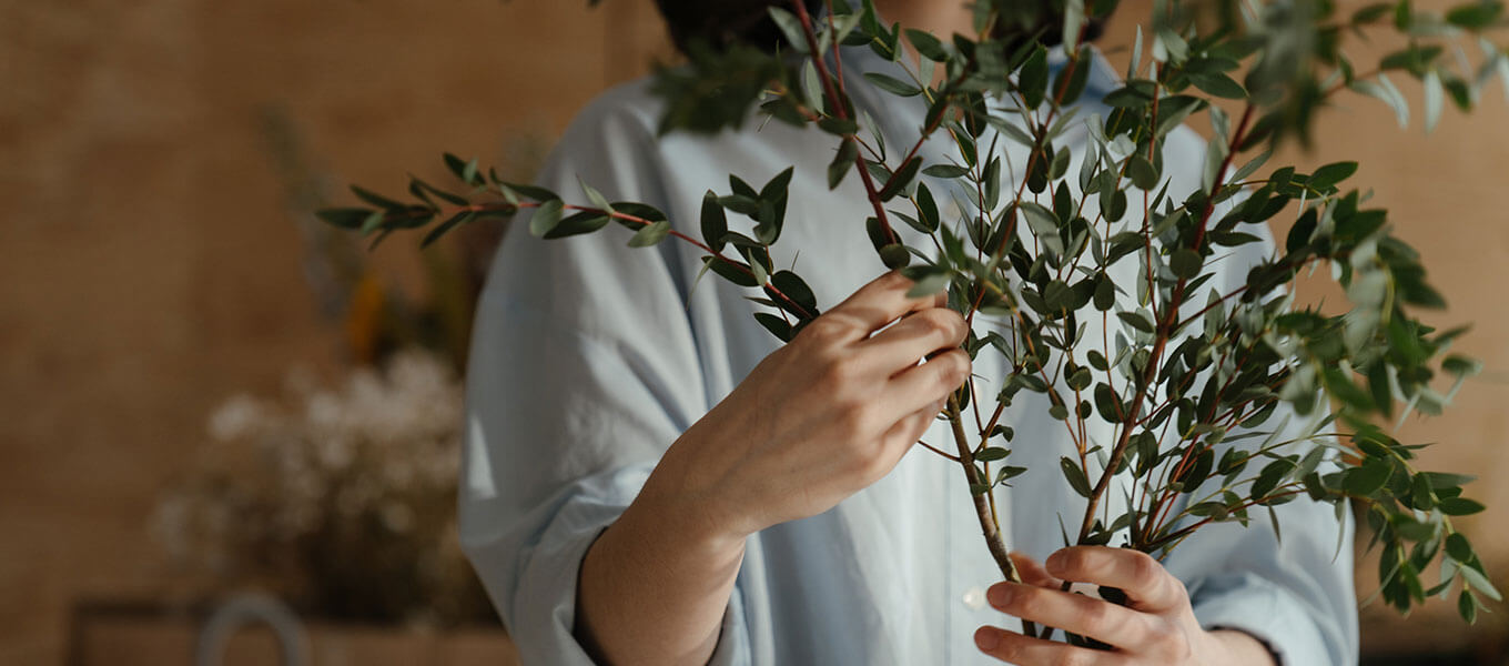 Pflegetipps Blumen 2 Eine Frau hält eine Strauch Olive in der Hand