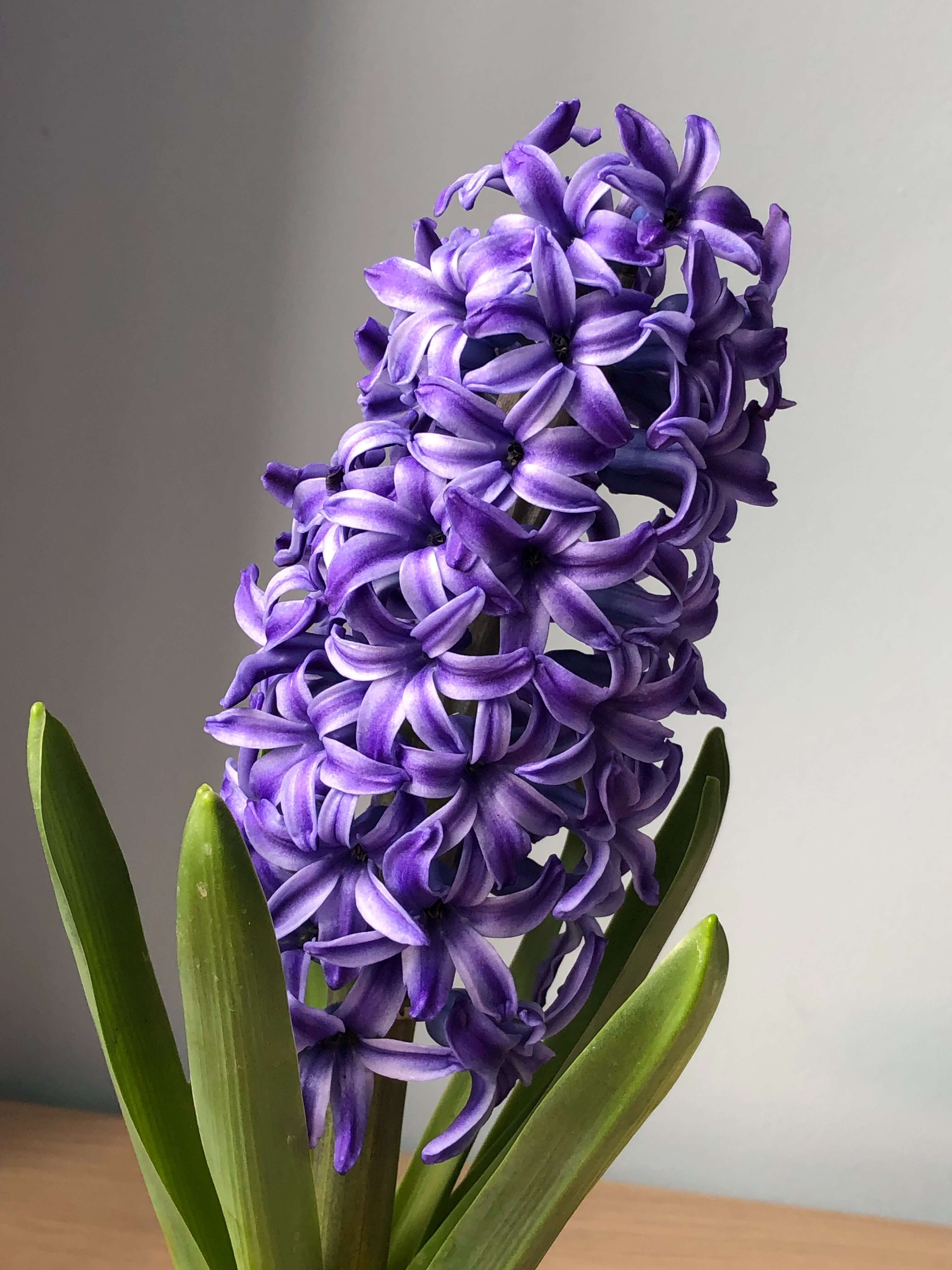 Hyazinthenblüte Nahaufnahme einer blauen Hyazinthenblüte