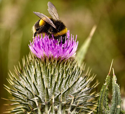 Distel Hummel sitzt auf Distel