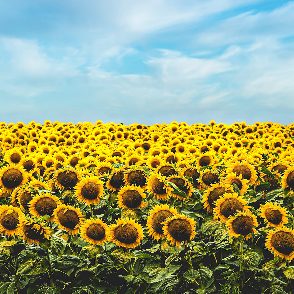 Sonnenblumenfeld Sonnenblumenfeld unter strahlend blauem Himmel