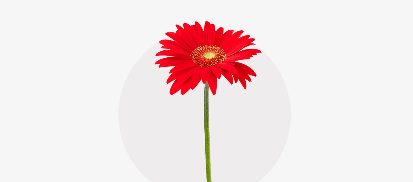 Gerbera Blüte Gerbera Blüte in Orange