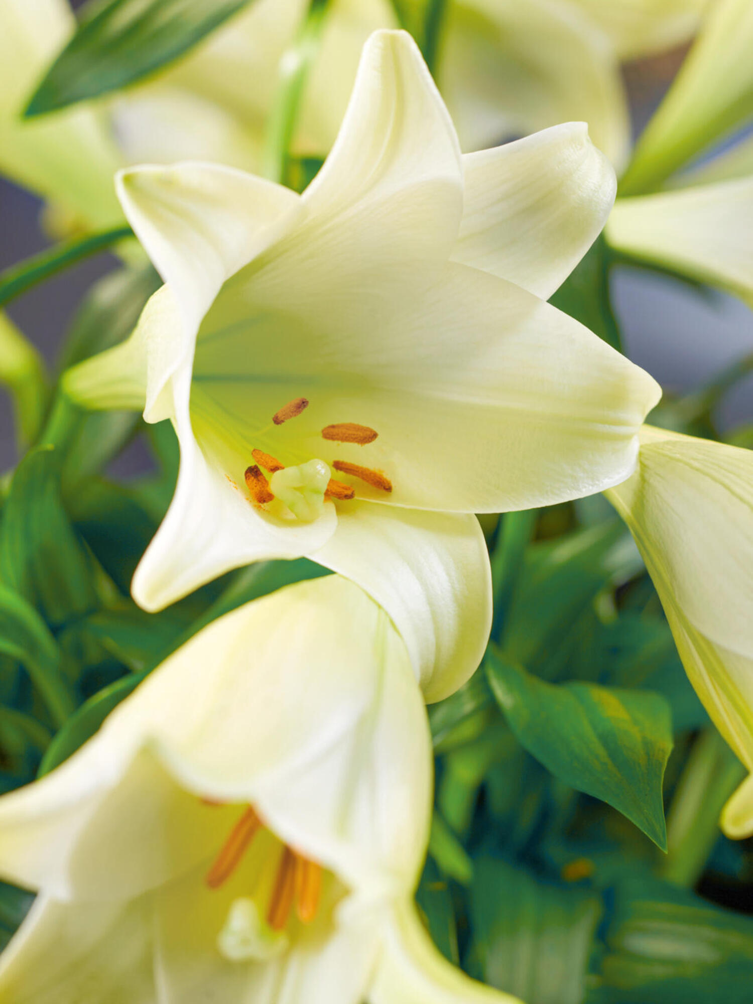 Fleurop Deluxe: White Lilies