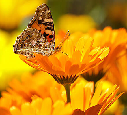 Schmetterling sitzt auf gelber Ringelblume