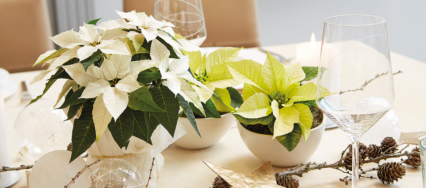 Tischdekoration mit einer weißen Tischdecke, auf dem Tisch befinden sich einige Gläser, zusammen mit 3 schönen weißen und beigen Weihnachtssternen.