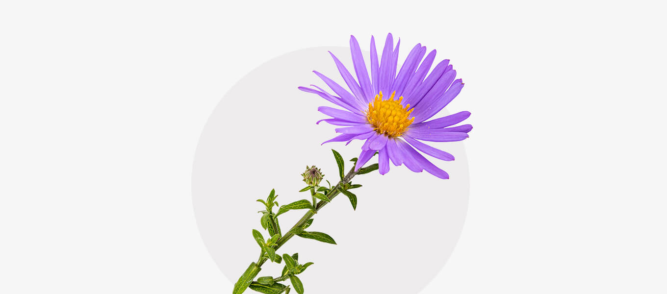 Blog Header Herbstaster Blüte Herbstaster