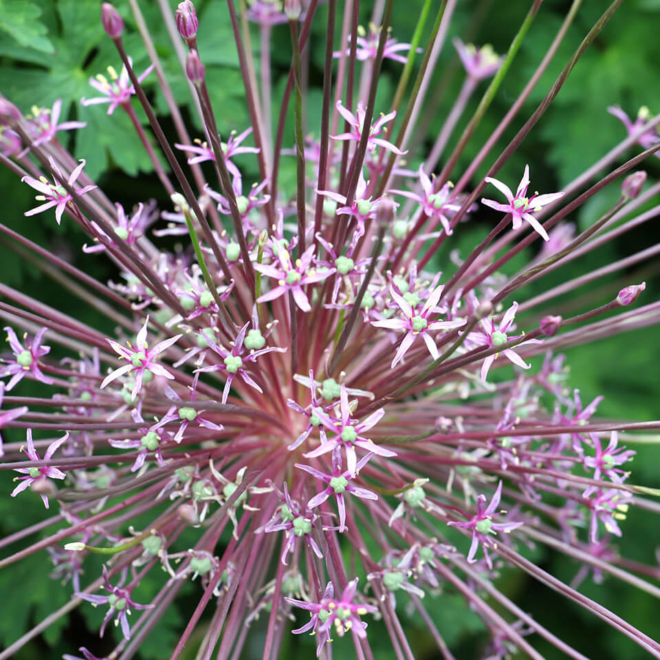 Allium Schubertii Blüte
